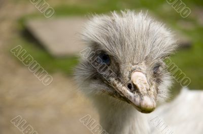 ostrich