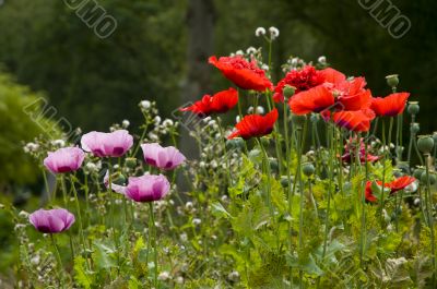 poppies