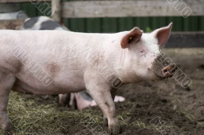 Natural pig