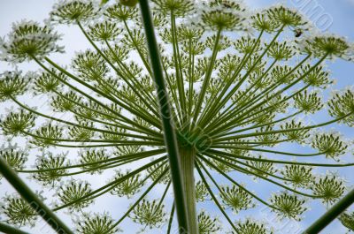 wild flower