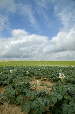 agriculture