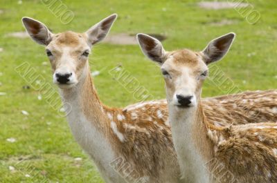 two deer