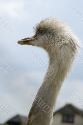 ostrich