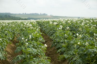 agriculture potatoes
