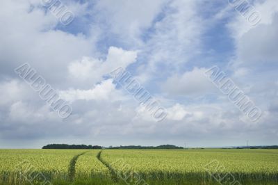 Landscape with wheat ears