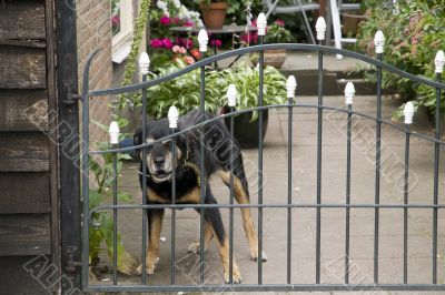 beware of the dog