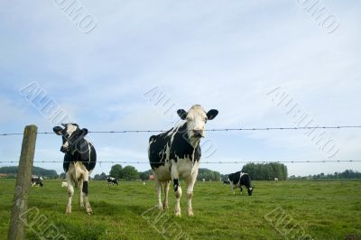 cows