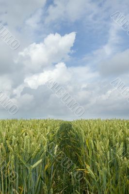 grain in landscape