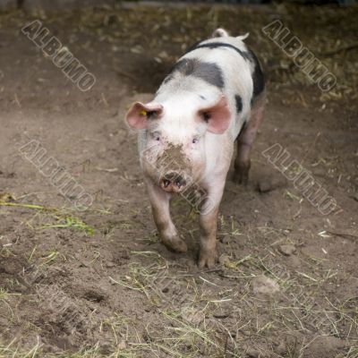 Natural pig