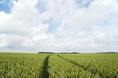 cornfields