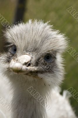 ostrich