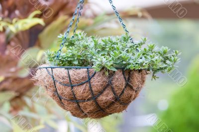 Hanging Basket