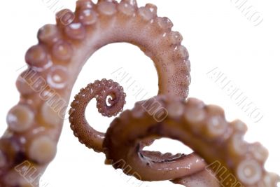squid legs