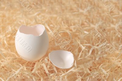 Empty egg shell laying on hay