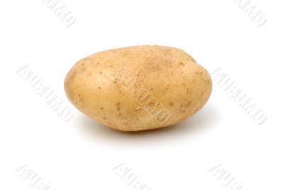 Potato