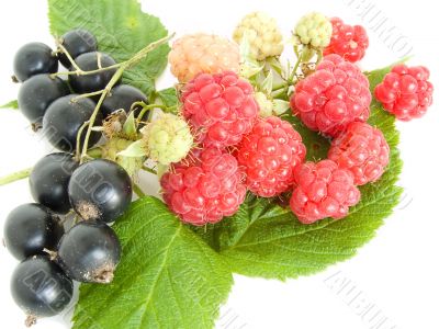 raspberry and currant