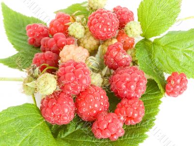 Raspberries