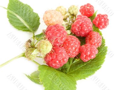 Raspberry