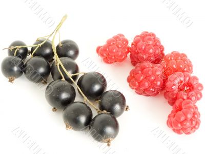 raspberry and currant