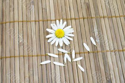 white chamomile with some petals