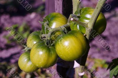 Twig with six green tomatoes
