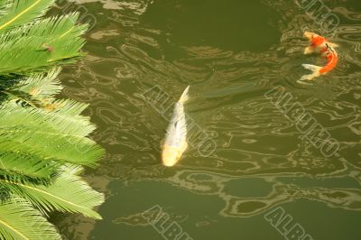 Koi fish