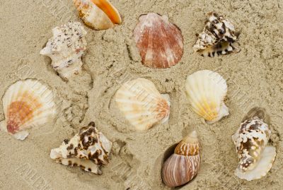shells on sand