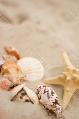 shells on sand