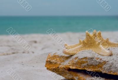 starfish on a stone