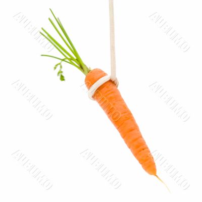 Bait. Small carrot.