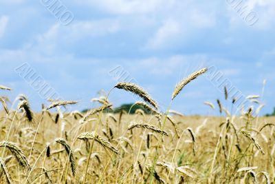 Yellow wheat ears against blue sky with clouds