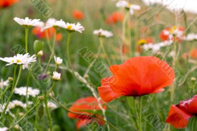 chamomile and poppies