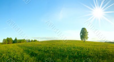 Lonely birch in a field. Landscape. Panorama.