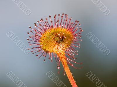 sundew