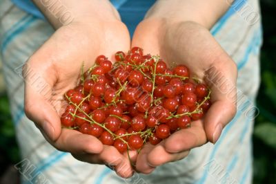 hands full of red currant berries
