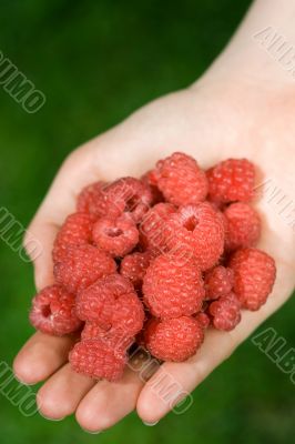 hand full of raspberries