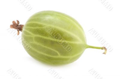 gooseberry