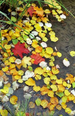 Fallen leaves in water