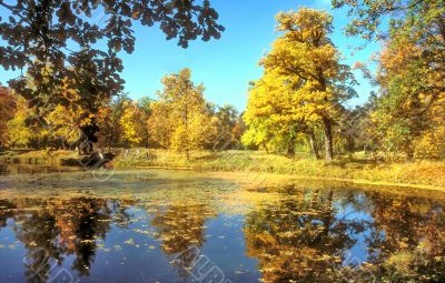 Autumn pond in the park