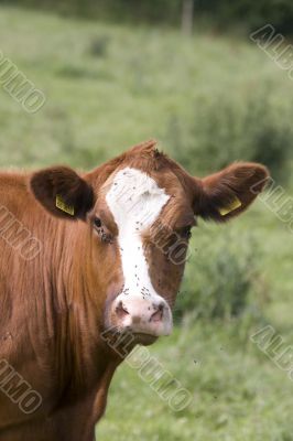 head of a cow
