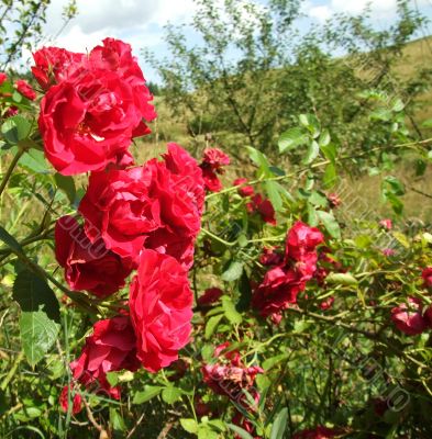 wild roses