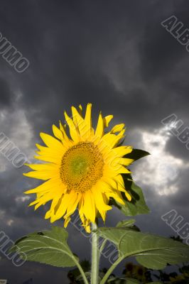 sunflower