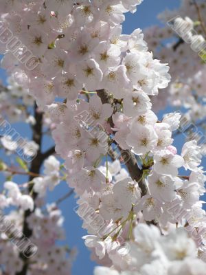 smal pink flowers on a tree branch