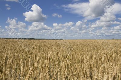 Wheat