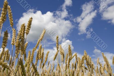 Ripe wheat