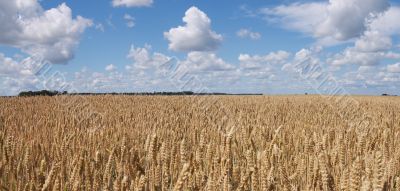 Wheat field panorama