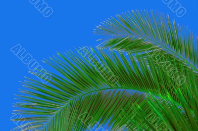 palm-tree and sky