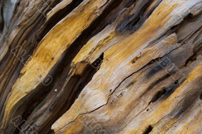 Old pine tree wooden texture