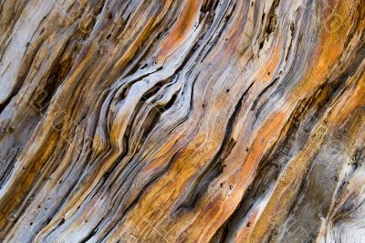 Old pine tree wooden texture