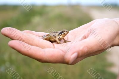 Frog on a palm